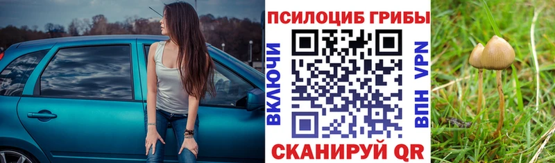 Псилоцибиновые грибы Psilocybine cubensis  где купить   Александровск 